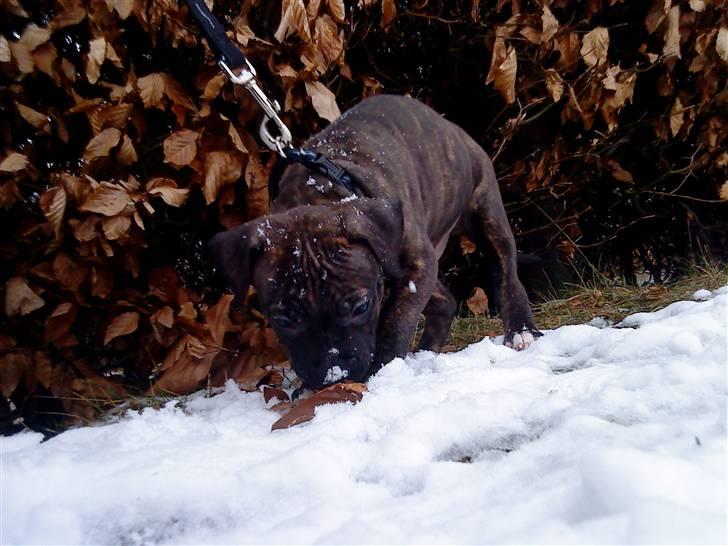 Amerikansk staffordshire terrier coco - coco 9 uge... hans første sne oplevelse... billede 10