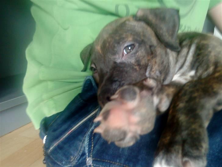 Amerikansk staffordshire terrier coco - coco 9 uger... billede 11