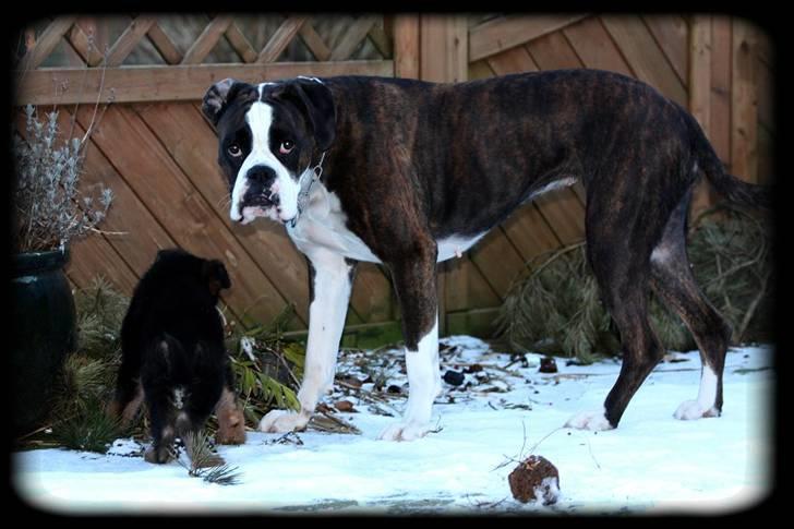 Schæferhund Team Dika´s Marcela - De´t nemlig rigtigt Ronja! BUSTED!!!!!!!!!!!! billede 12