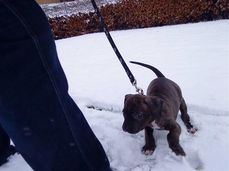 Amerikansk staffordshire terrier coco - coco i sne´en.. 9 uger gamle billede 12