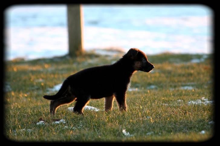 Schæferhund Team Dika´s Marcela - Den fine lille hårbolle...... billede 13