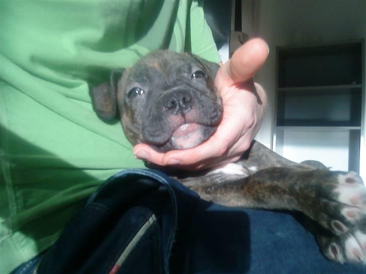 Amerikansk staffordshire terrier coco - coco 9 uger... billede 13