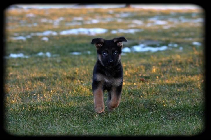 Schæferhund Team Dika´s Marcela - Ja kom det hun faktisk ikke værst til..... billede 14