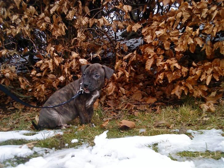 Amerikansk staffordshire terrier coco - hehe coco gider ikke være i sne`en mere. 9 uger gamle billede 14