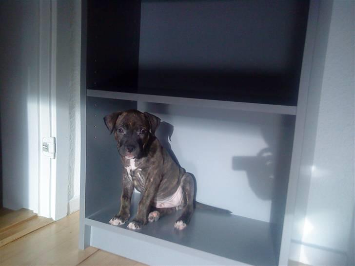 Amerikansk staffordshire terrier coco - coco på oplevelse i reolen.  hehe billede 15