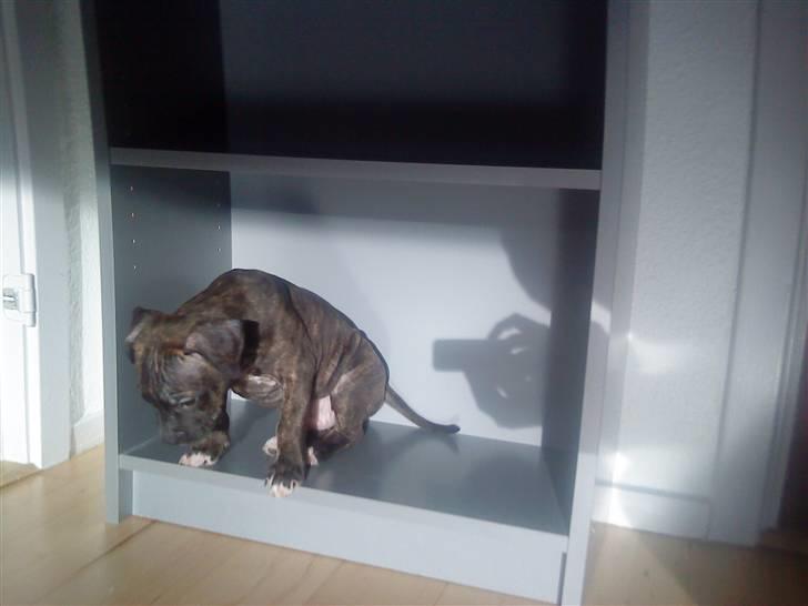 Amerikansk staffordshire terrier coco - coco i reolen igen hehe... billede 16