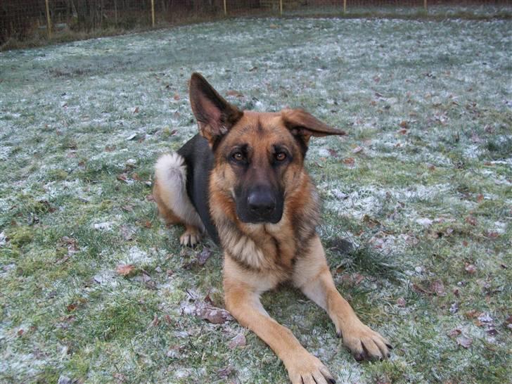 Schæferhund Hemax Aline, kaldet Eisa billede 1