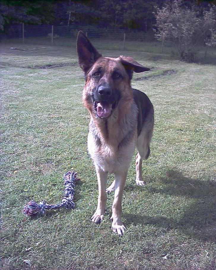 Schæferhund Hemax Aline, kaldet Eisa - Jeg kan da lige charme dig lidt.... billede 2