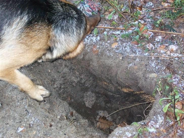 Schæferhund Hemax Aline, kaldet Eisa - Der er nok ikke nogen der opdager at jeg har gravet et lille hul... billede 3