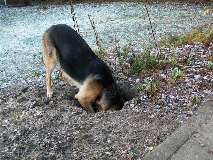 Schæferhund Hemax Aline, kaldet Eisa - Lad mig nu lige se....hmm...jo det er vist dybt nok... billede 4