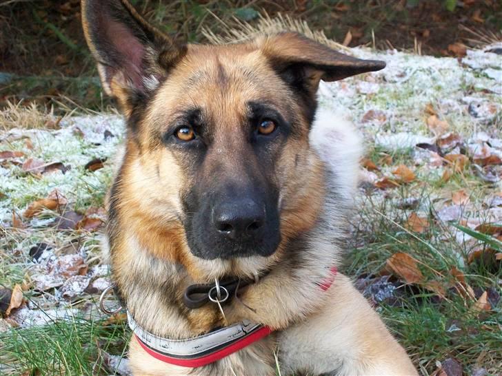 Schæferhund Hemax Aline, kaldet Eisa billede 5