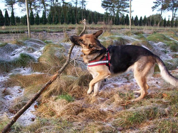 Schæferhund Hemax Aline, kaldet Eisa billede 6