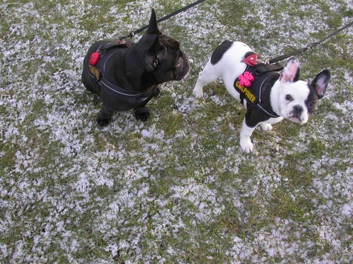 Fransk bulldog *Mimi* *Himmelhund* - Mimse og Lulu-pigen leger i Dragør, brrr det var s*u koldt:) billede 14