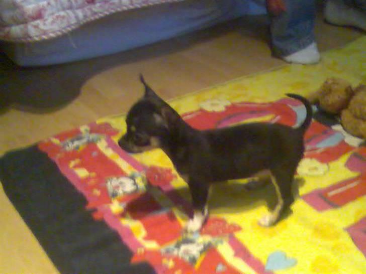 Chihuahua Loui - Loui´s første dag hjemme :3 billede 7
