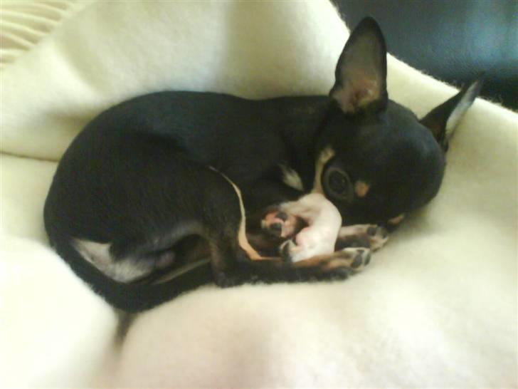 Chihuahua Loui - Nuurh ´ billede 8