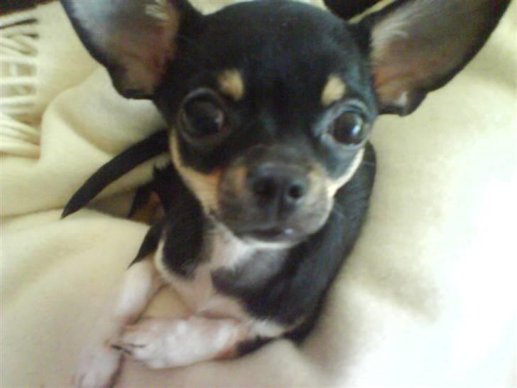 Chihuahua Loui - kæmpe ører ! billede 9