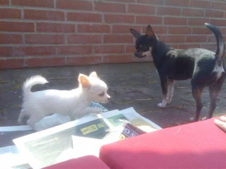 Chihuahua Loui - Lille Bianca´s første dag billede 10