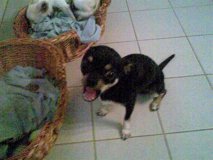 Chihuahua Loui - Gnaske Gnaske, uhm yndlings godbidder billede 11