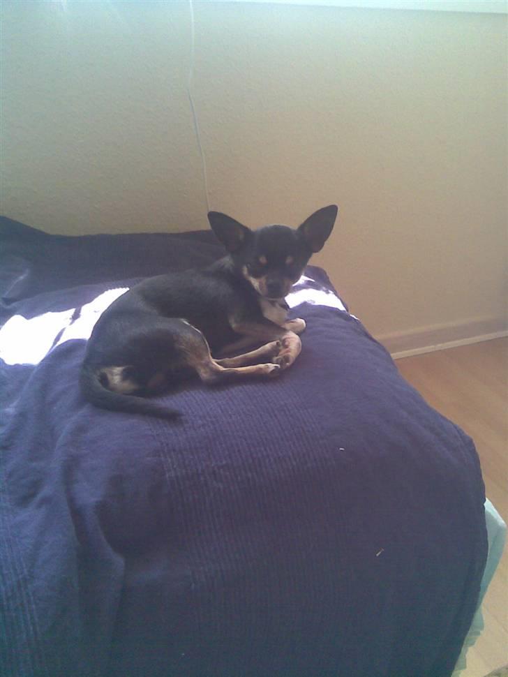 Chihuahua Loui - godmorgen :O billede 12