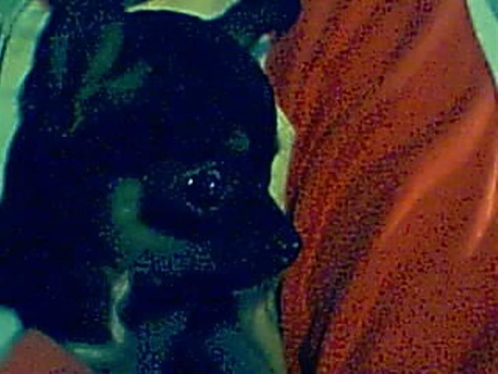 Chihuahua Loui - hvad var det ? billede 13