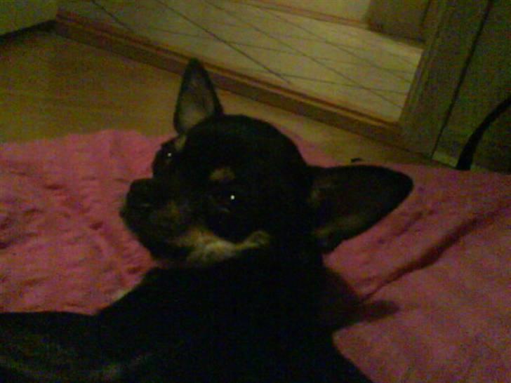 Chihuahua Loui - hmm ?! billede 14