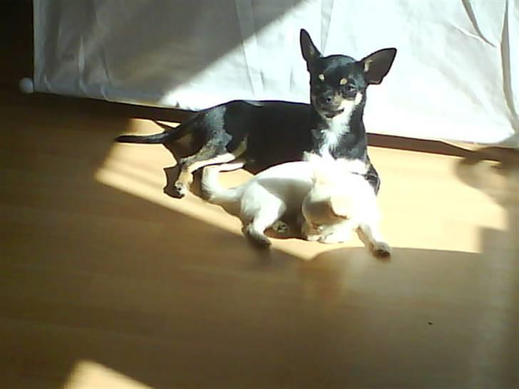 Chihuahua Loui - SOOL(: billede 15