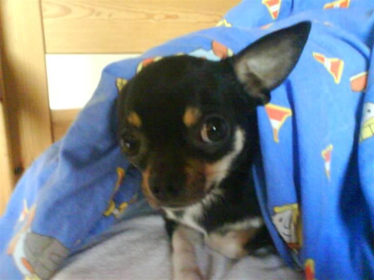 Chihuahua Loui - Det er varmt under dynen billede 16