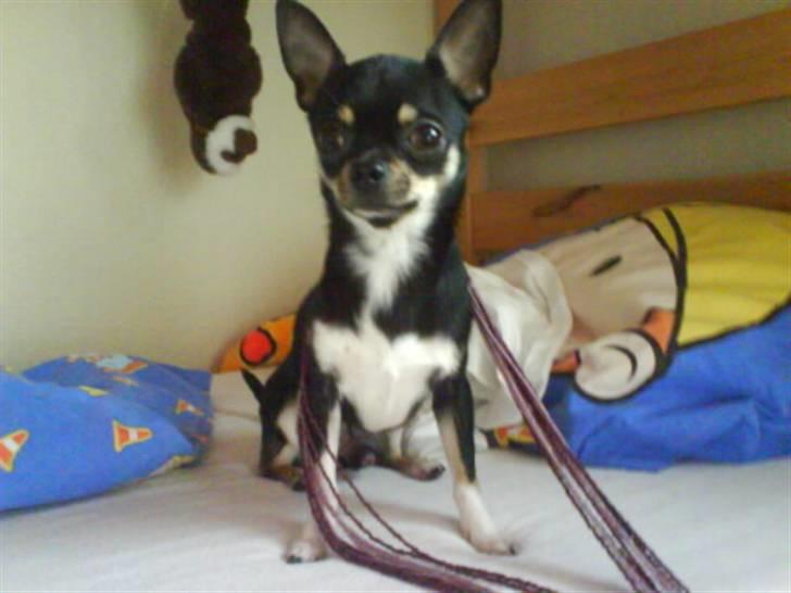 Chihuahua Loui - Silja kommer  billede 17