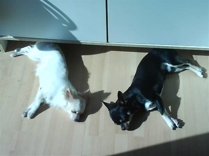 Chihuahua Loui - mere SOOL (: billede 18