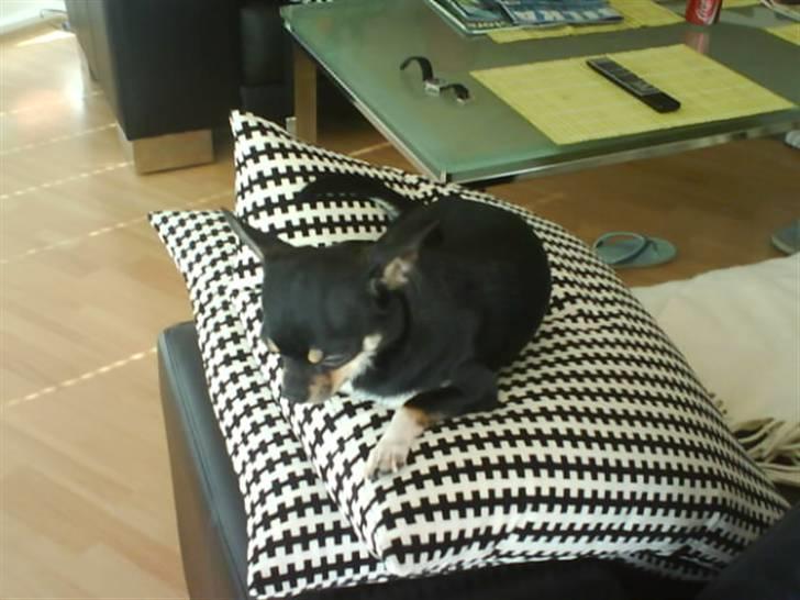 Chihuahua Loui - jeg er træt billede 19