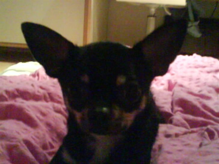 Chihuahua Loui - jeg kigger på dig (: billede 20