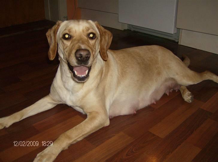 Labrador retriever Ronja - Ronja: kan godt ligge pænt men jeg har ikke tid billede 1