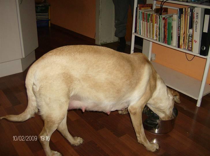 Labrador retriever Ronja - Mor´s kødgryder er nu bedre end moderkager billede 2