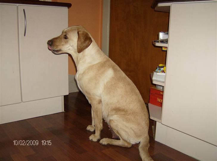 Labrador retriever Ronja - hei mor hvad har du der billede 3