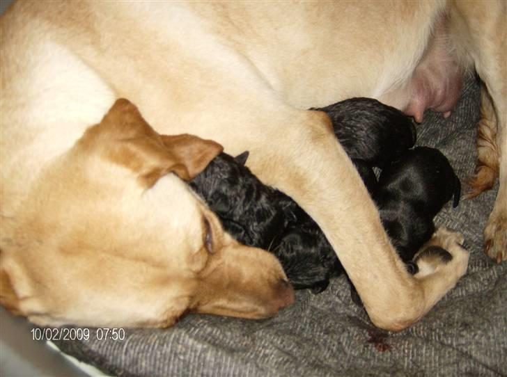 Labrador retriever Ronja - Så nu trænger vi bare til en lur billede 4