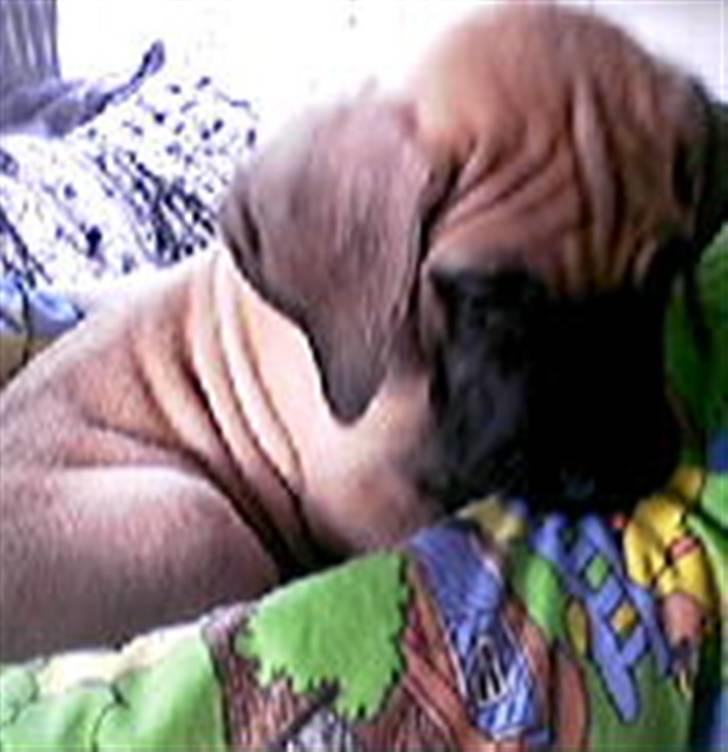 Grand danois Tarzan *DØD* billede 7