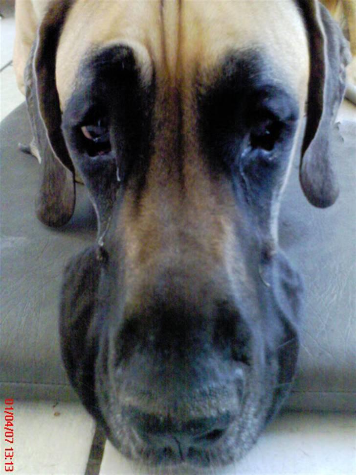 Grand danois Tarzan *DØD* billede 8