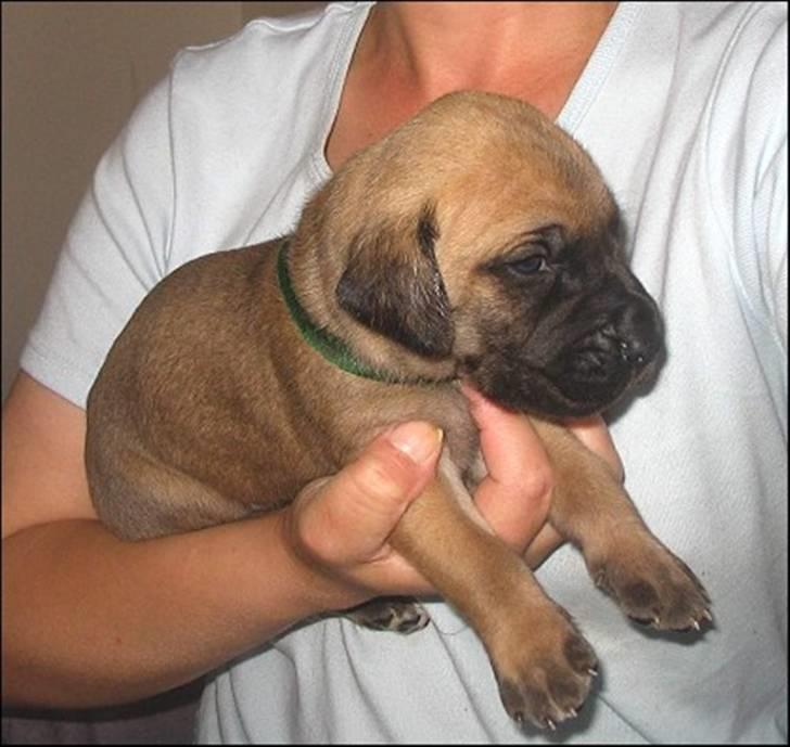 Grand danois Tarzan *DØD* billede 9