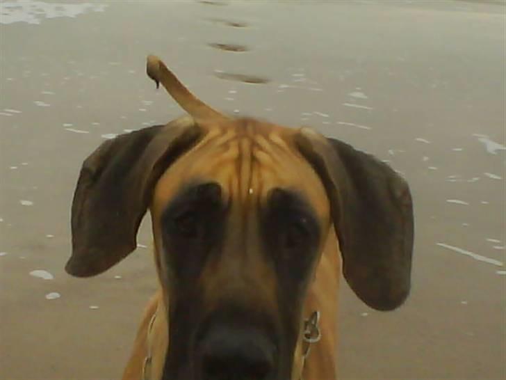 Grand danois Tarzan *DØD* billede 10