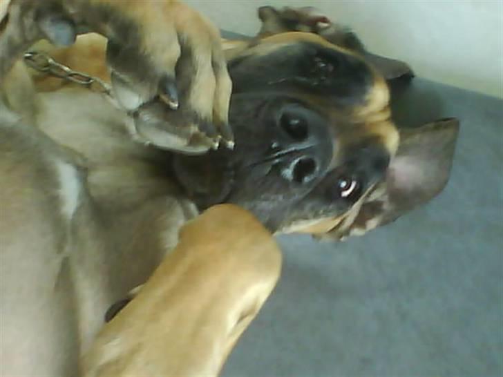 Grand danois Tarzan *DØD* billede 11