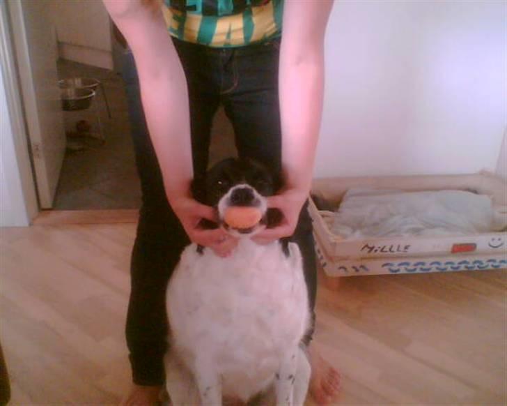 Blanding af racer Mille *En del af hjertet* billede 6