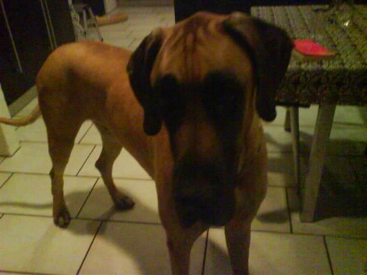 Grand danois Tarzan *DØD* billede 12