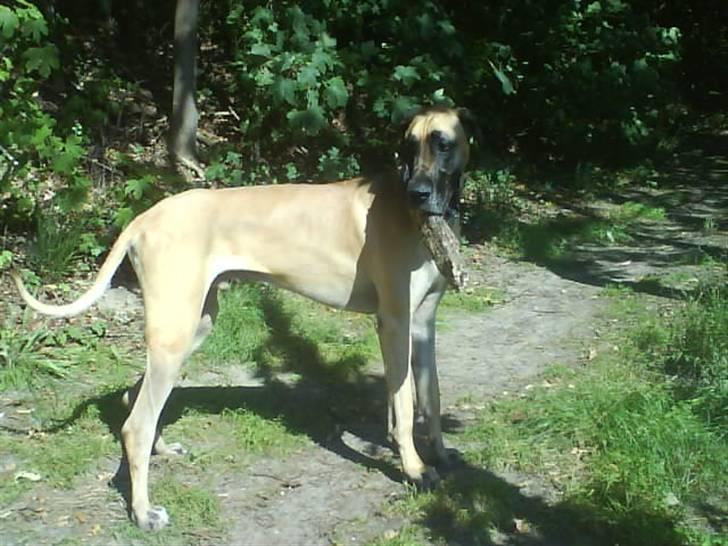 Grand danois Tarzan *DØD* billede 13