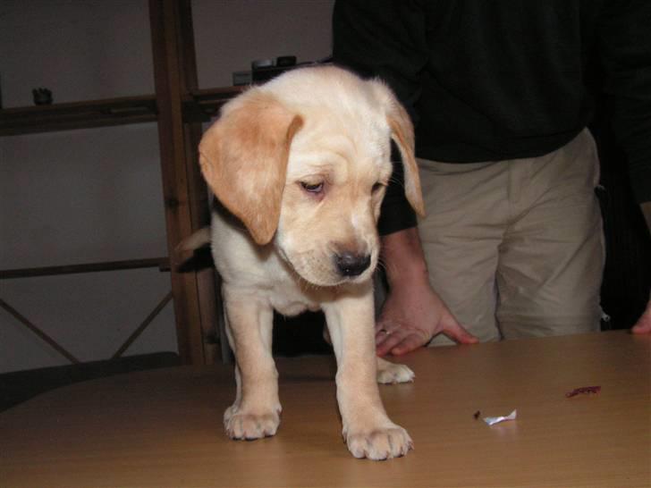 Labrador retriever Ronja - Ronja: da hun var lille og hed flapper billede 5