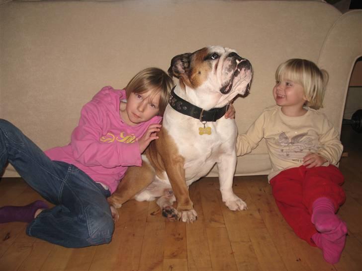 Engelsk bulldog Ozzy billede 1