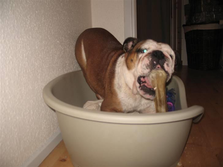 Engelsk bulldog Ozzy billede 2