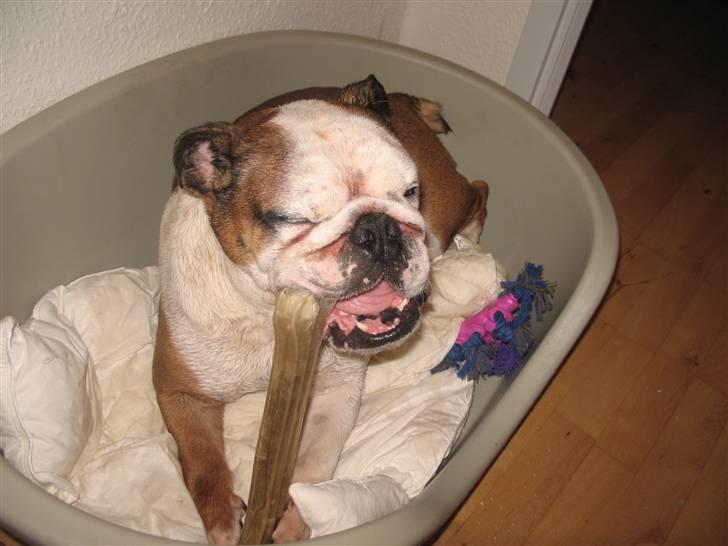 Engelsk bulldog Ozzy billede 3