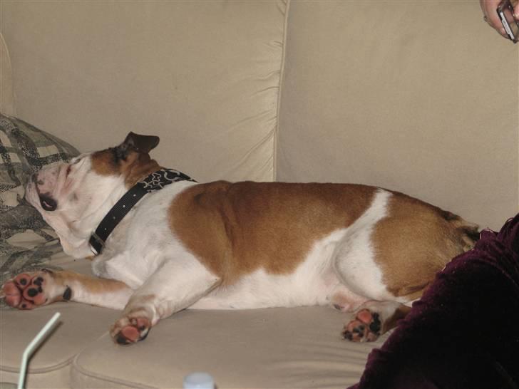 Engelsk bulldog Ozzy billede 5