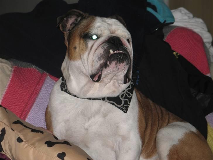 Engelsk bulldog Ozzy billede 6