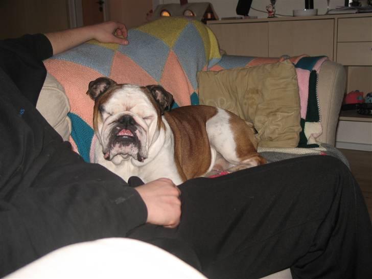 Engelsk bulldog Ozzy billede 7